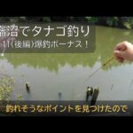 印旛沼でタナゴ釣り時合で爆釣