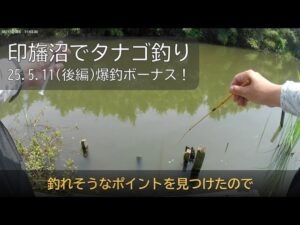 印旛沼でタナゴ釣り時合で爆釣