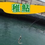 稚鮎釣り＠浜名湖