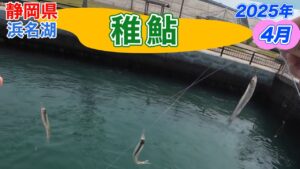 稚鮎釣り＠浜名湖