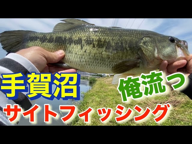 手賀沼 サイトフィッシング バス釣り おかっぱり