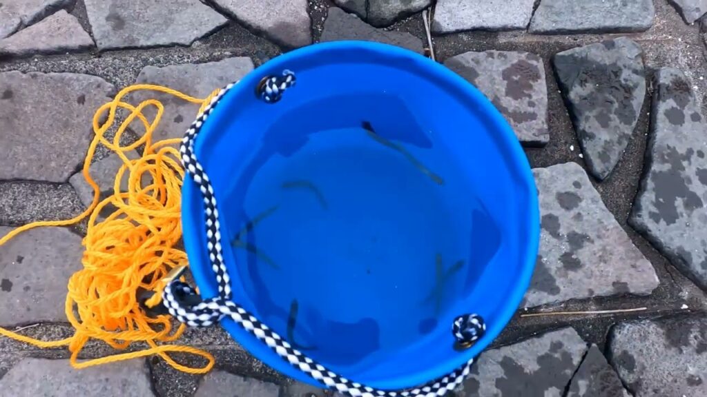 南浜名湖の釣り　稚鮎　メジナ　クロダイなど釣れています