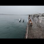 浜名湖無限ベイトを泳がせに来ました。【浜名湖釣り】🎣