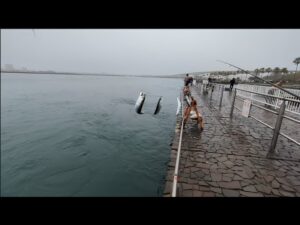 浜名湖無限ベイトを泳がせに来ました。【浜名湖釣り】🎣