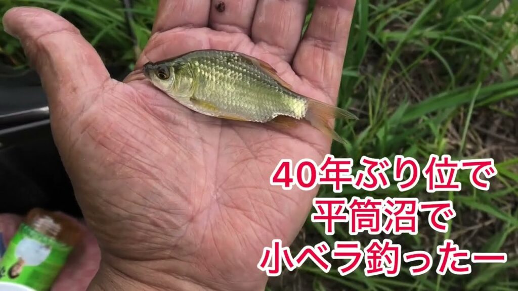 へら鮒釣り　平筒沼で小ベラに大興奮