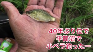 へら鮒釣り　平筒沼で小ベラに大興奮
