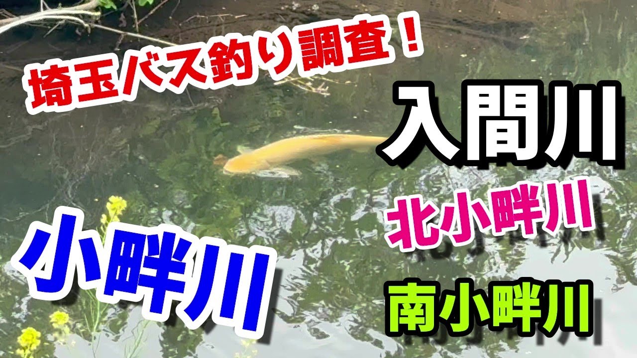 【バス釣り】入間川、小畔川、バス釣り調査!