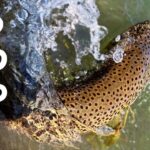 久しぶりに川釣り行ったらスゲー魚釣れた！！こんな魚居たのね！？