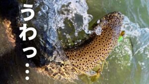 久しぶりに川釣り行ったらスゲー魚釣れた！！こんな魚居たのね！？