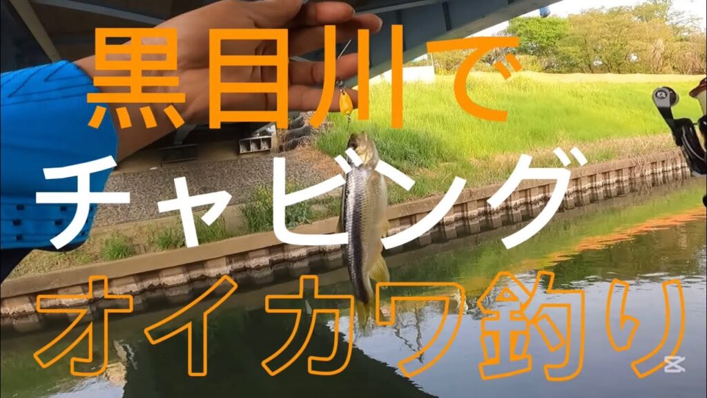 ［黒目川チャビング］わずかな時で黒目川でチャビング釣りまさか釣れました