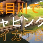 ［黒目川チャビング］わずかな時で黒目川でチャビング釣りまさか釣れました