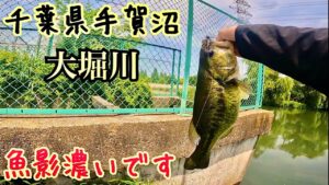 大堀川でバス釣り(手賀沼)