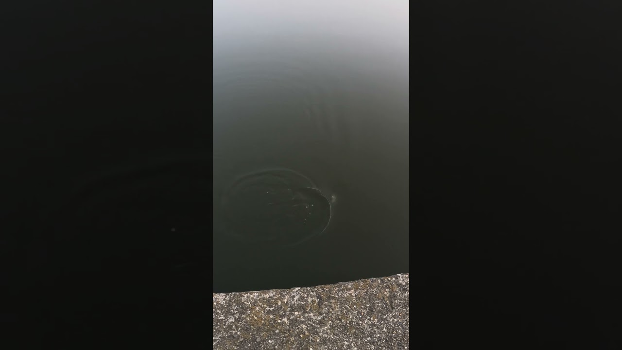 「沼で小鮒釣り」 #小物釣り