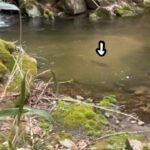 【渓流釣り】１本目から尺超え…それだけでは終わらなかった…!?