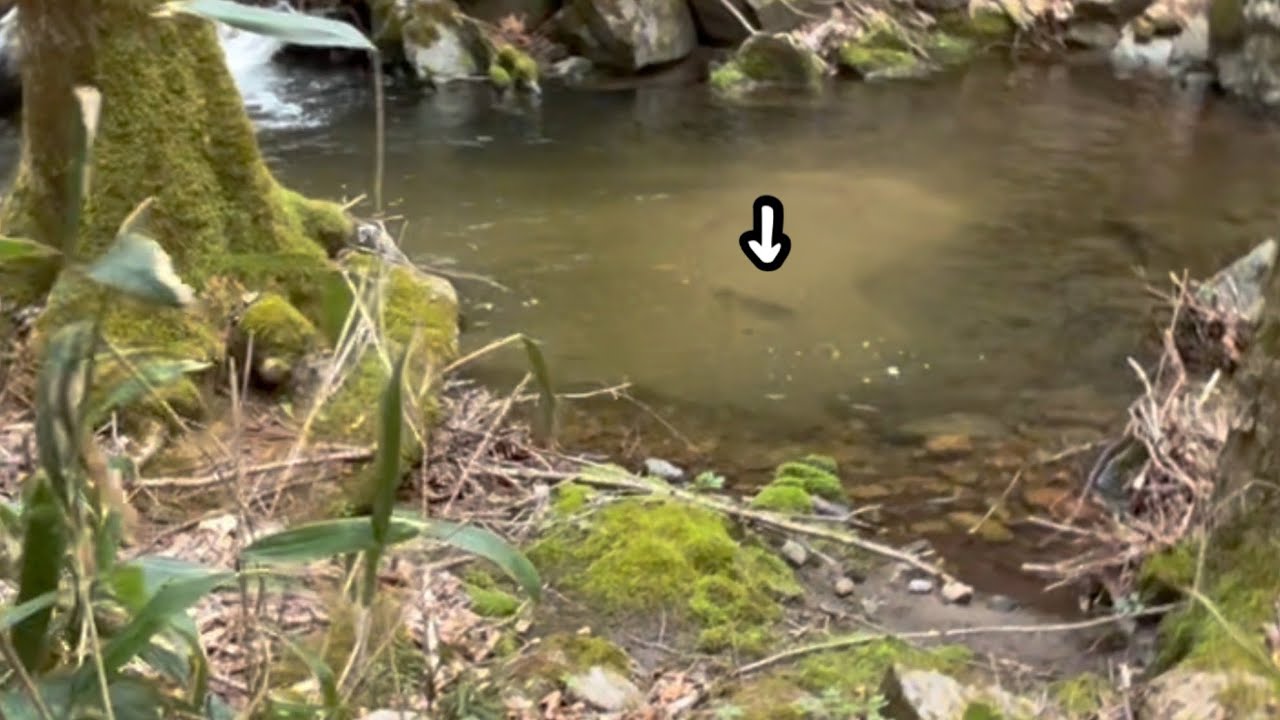 【渓流釣り】1本目から尺超え…それだけでは終わらなかった…!?