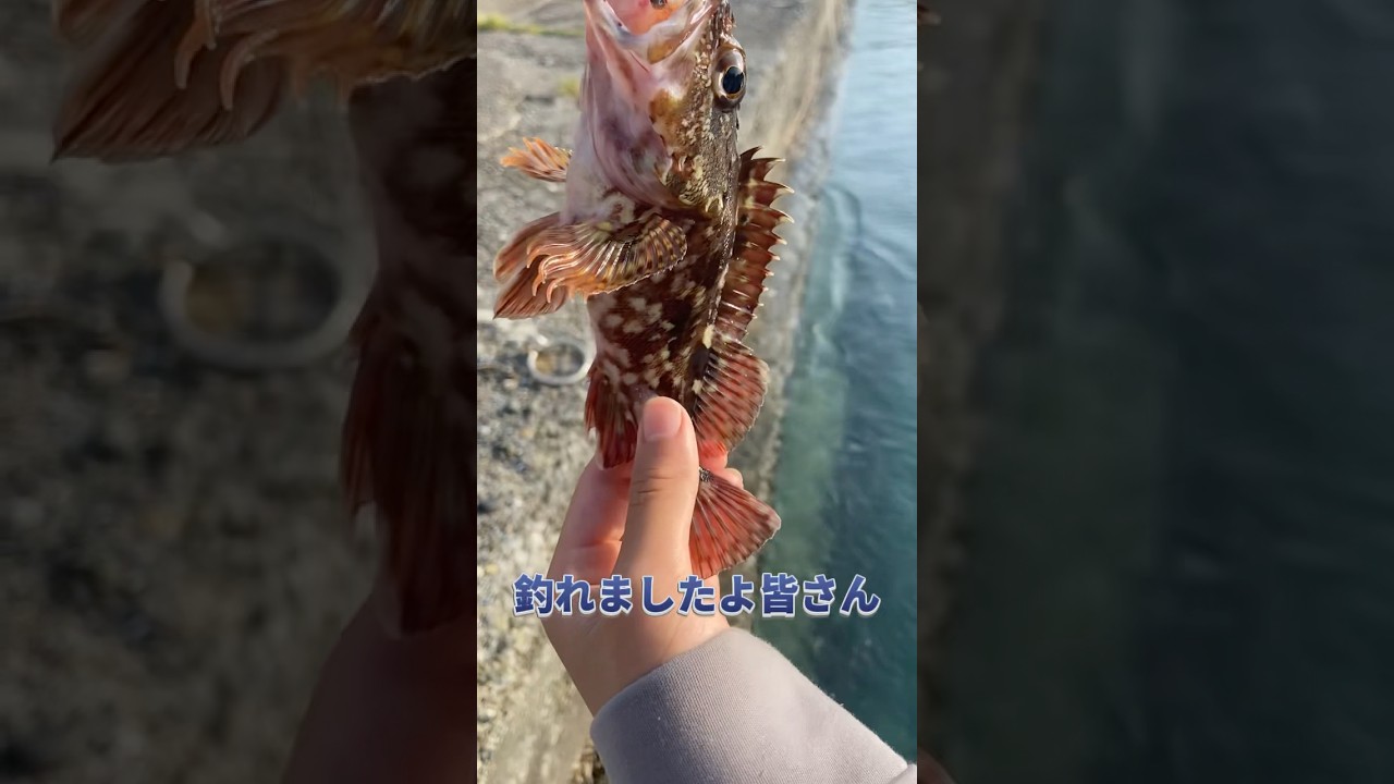 【穴釣り】豆鯵を海に落とすと高級魚が！！！ #釣り #穴釣り #魚釣り