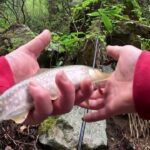 【会津渓流釣り】大滝に潜む大イワナを求めて‼（松倉川釣行）