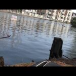 【釣り】別所沼公園で３月での釣り