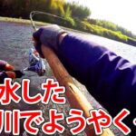 大減水した鬼怒川本流でようやく…【渓流釣り】【本流ヤマメを求めて】