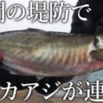 昼間からデカアジが連発！日本一尺アジが釣れる釣り公園でサビキにひと手間施すと時合いが止まらない