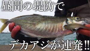 昼間からデカアジが連発！日本一尺アジが釣れる釣り公園でサビキにひと手間施すと時合いが止まらない