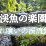【渓流釣り】【餌釣り】入れ喰いの渓流釣り。