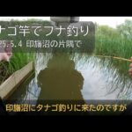 印旛沼の片隅にてタナゴ竿でフナ釣り
