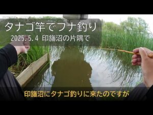 印旛沼の片隅にてタナゴ竿でフナ釣り