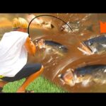 【衝撃映像】アメリカのドブ川で釣りしたらブラックバスの楽園やったww【フロリダ】