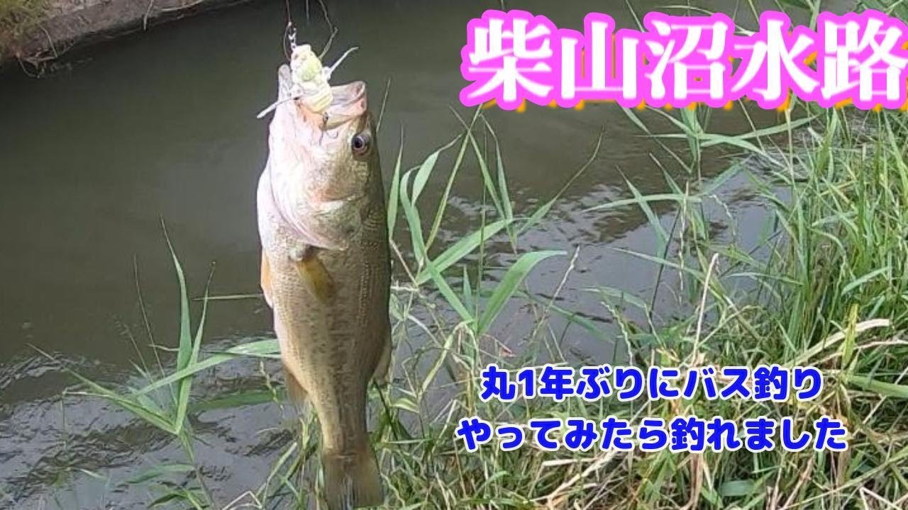 柴山沼水路バス釣り 1年ぶりにひっそりとバス釣ってみました