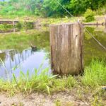 １日遊んで1100円。夢のような管理釣り場がこちら。