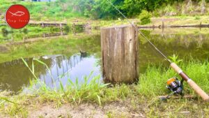 1日遊んで1100円。夢のような管理釣り場がこちら。