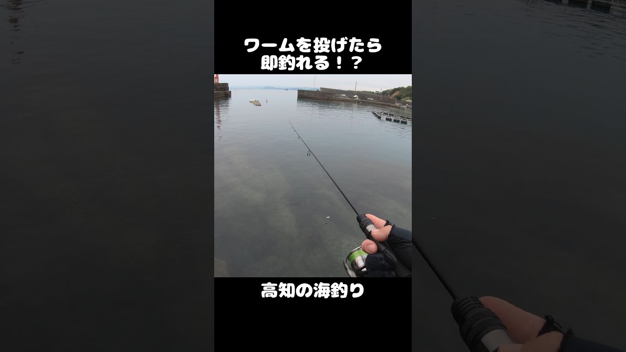 【海釣り】13秒で釣れるルアー釣り　 #fishing #shorts #釣り　#PR