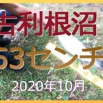 古利根沼で５０センチオーバーが釣れた！【#20釣りデビュー12日目の初心者】