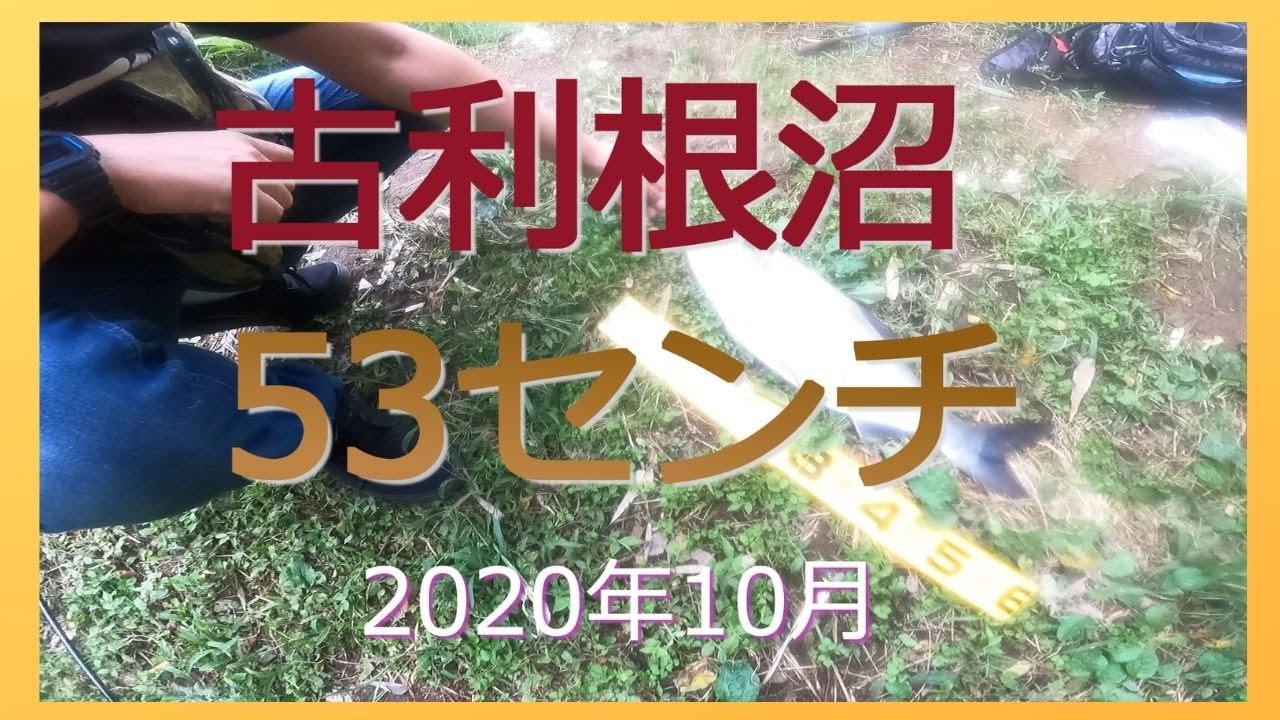 古利根沼で50センチオーバーが釣れた!【#20釣りデビュー12日目の初心者】
