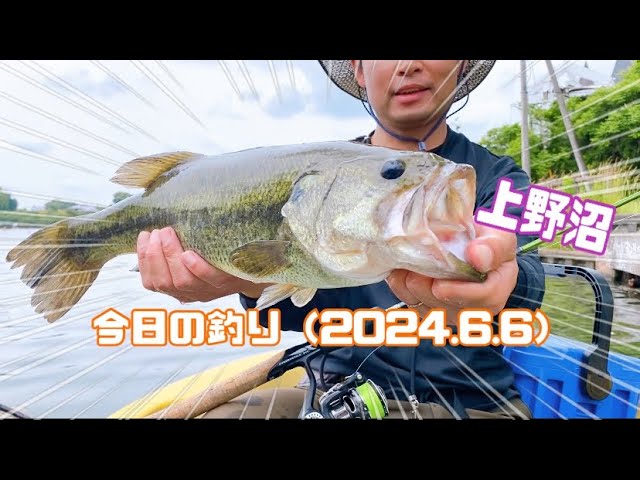 今日の釣り（2024.6.6）上野沼