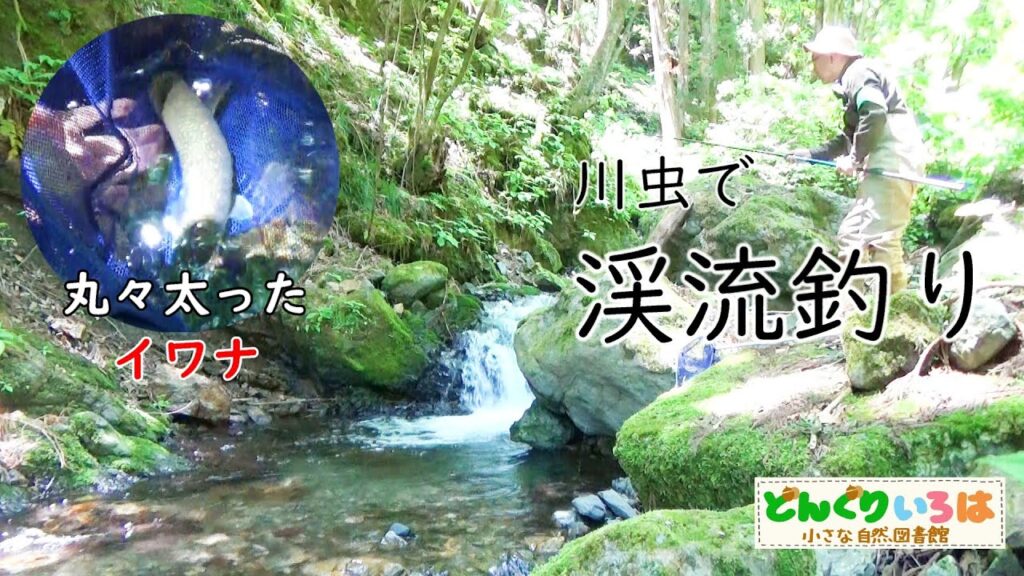 川虫で渓流釣り【餌釣り・イワナ】2025長野県犀川漁協管内