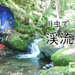 川虫で渓流釣り【餌釣り・イワナ】2025長野県犀川漁協管内