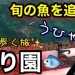 【切り抜き】旬の魚を追って釣り園へ！嫌われ者だけど…実はウマい魚だった！？茨城釣行【釣り歩き旅2025】