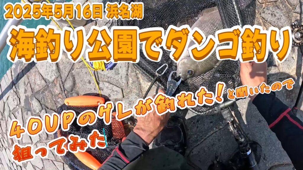 【浜名湖釣り】2025年 6月 17日 浜名湖　海釣り公園でダンゴ釣り　「40UPのグレが釣れた！」と聞いたので狙ってみた