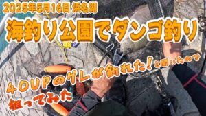【浜名湖釣り】2025年 6月 17日 浜名湖　海釣り公園でダンゴ釣り　「40UPのグレが釣れた！」と聞いたので狙ってみた