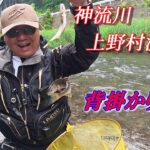 【2025鮎釣り】神流川 上野村漁協 鮎釣り解禁で話題の背掛かりDNA鮎を釣る❗