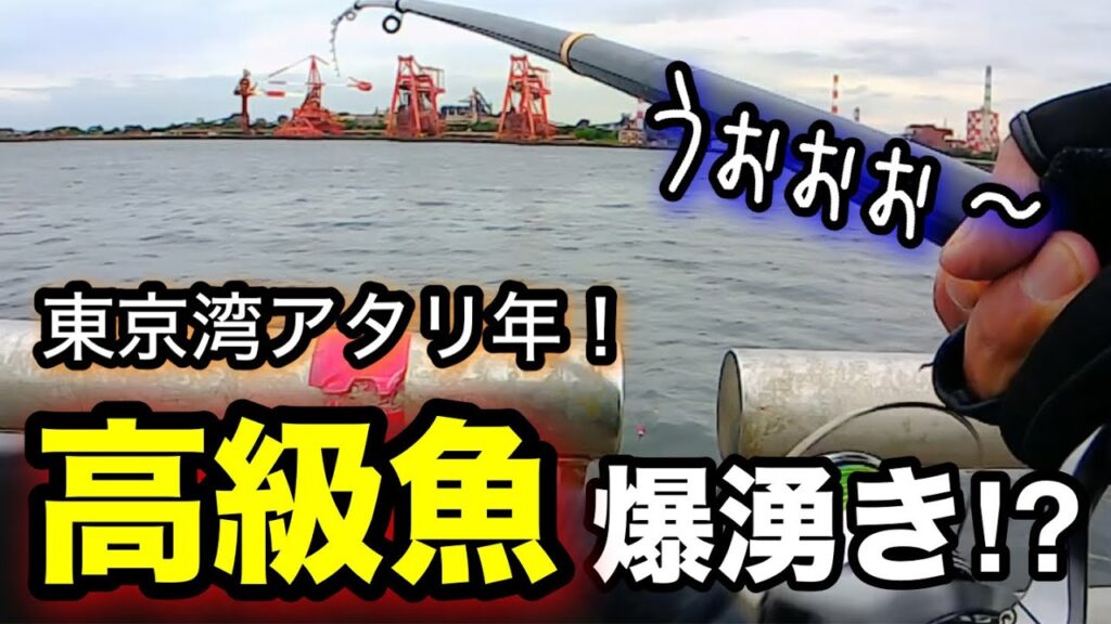 【切り抜き】ついに高級食材が爆湧き！？東京湾海釣りシーズン序盤の時期に釣り旅をしてみたら…！2025.5