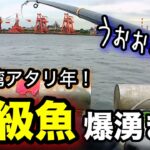 【切り抜き】ついに高級食材が爆湧き！？東京湾海釣りシーズン序盤の時期に釣り旅をしてみたら…！2025.5