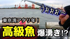 【切り抜き】ついに高級食材が爆湧き！？東京湾海釣りシーズン序盤の時期に釣り旅をしてみたら…！2025.5