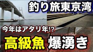 春の東京湾で高級食材が異常発生！？海釣りシーズン序盤の時期に東京湾の釣り場で釣り旅をしてみたら…！2025.5