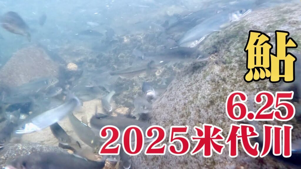 米代川で鮎釣り 2025.6.25ついに上流部到達!数年ぶりの大量遡上!
