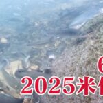 米代川で鮎釣り 2025.6.25ついに上流部到達!数年ぶりの大量遡上!