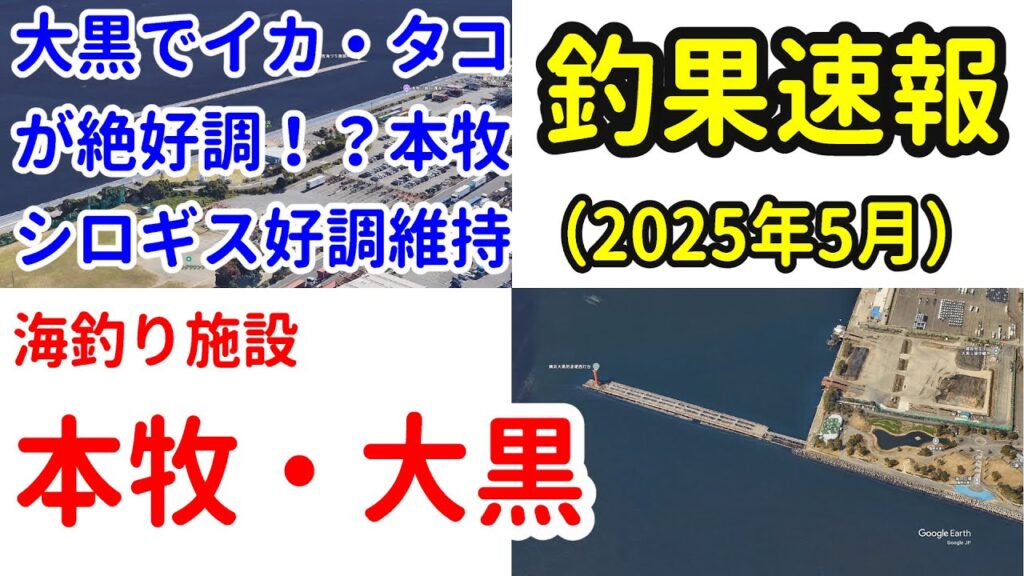 【本牧海釣り施設】【大黒海釣り施設】釣果速報（2025年5月）