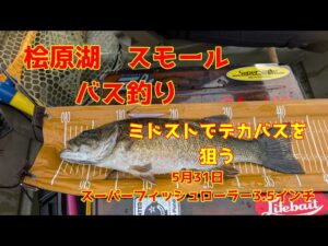 2025年5月31日　桧原湖　スモールマウスバス釣り　レイドの新商品　スーパーフィッシュローラー3.5インチはエサですね